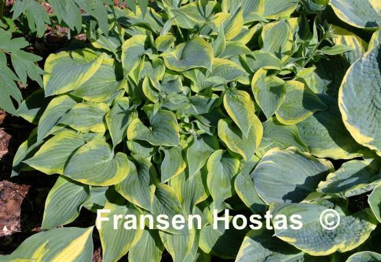 Hosta Katie Q